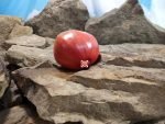 Jungs Giant Oxheart Tomatoes