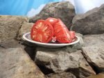 Kansas Depression Tomato