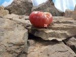 Kansas Depression Tomato Beefsteak Tomatoes