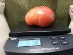 Kansas Depression Tomato Giant Tomatoes
