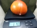 King Kong Tomato