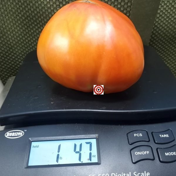 King Kong Tomato