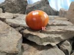 King Kong Tomato Giant Tomatoes