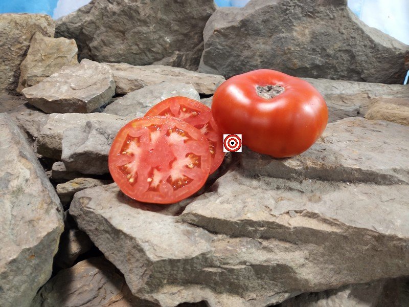 Maliniak Dwarf Tomato Maliniak Dwarf Tomato