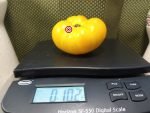 Mamas Huge Orange Tomato Beefsteak Tomatoes