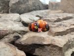 Master Tomato