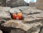 Master Tomato Blue Tomatoes