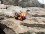 Master Tomato Cherry Tomatoes