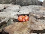 Master Tomato Seeds