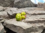 Micro Dwarf Fat Frog Tomato