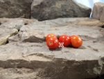 Micro Dwarf Vilma Tomato