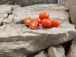 Micro Dwarf baby Tomato
