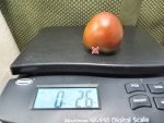 Miss Kennedy Tomato Snacking Tomatoes