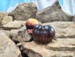 Ordinary World Tomato Bill Yoder Tomatoes
