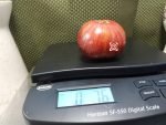 Ordinary World Tomato Seeds