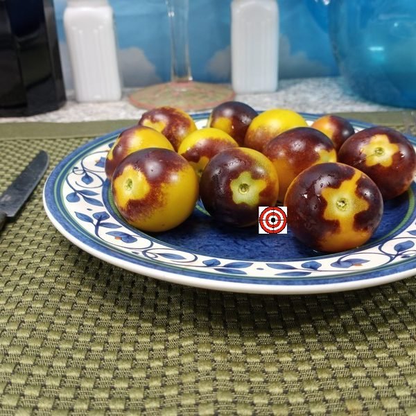 Rio Tomato