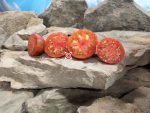 Sabotage Tomato