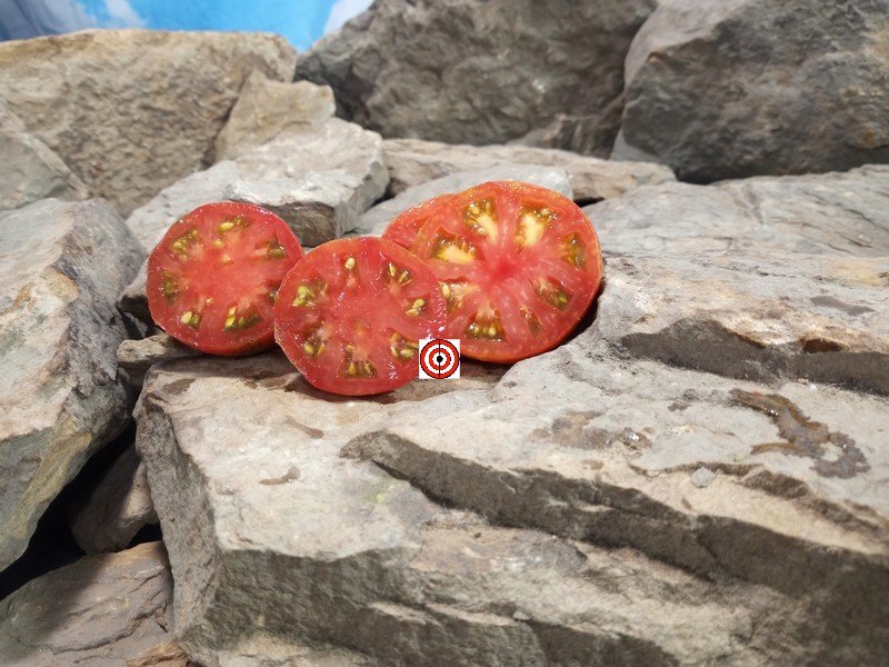 Sabotage Tomato Bill Yoder Tomatoes Sabotage Tomato Bill Yoder Tomatoes