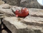 Sabotage Tomato Blue Tomatoes