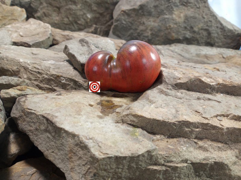 Sabotage Tomato Blue Tomatoes Sabotage Tomato Blue Tomatoes