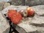 Sabotage Tomato Seeds