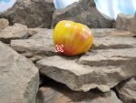 Save A Prayer Tomato Duran Duran Tomatoes