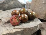 Shadow of Death Dwarf RL Tomato Seeds