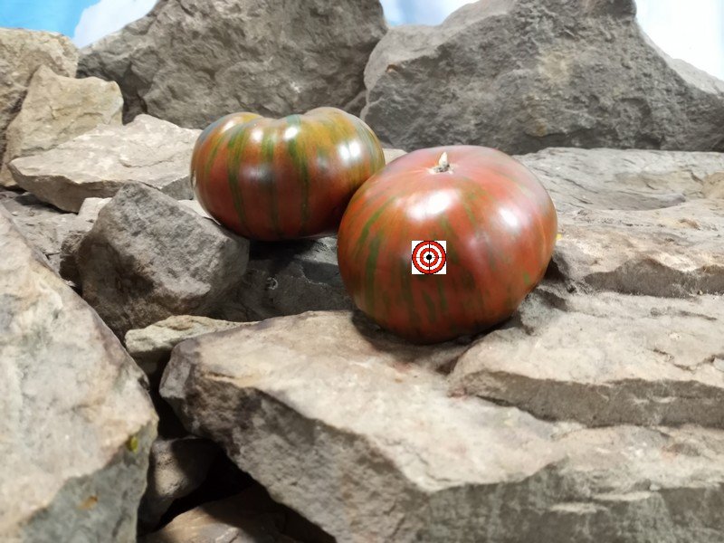 Shake The Disease Tomato