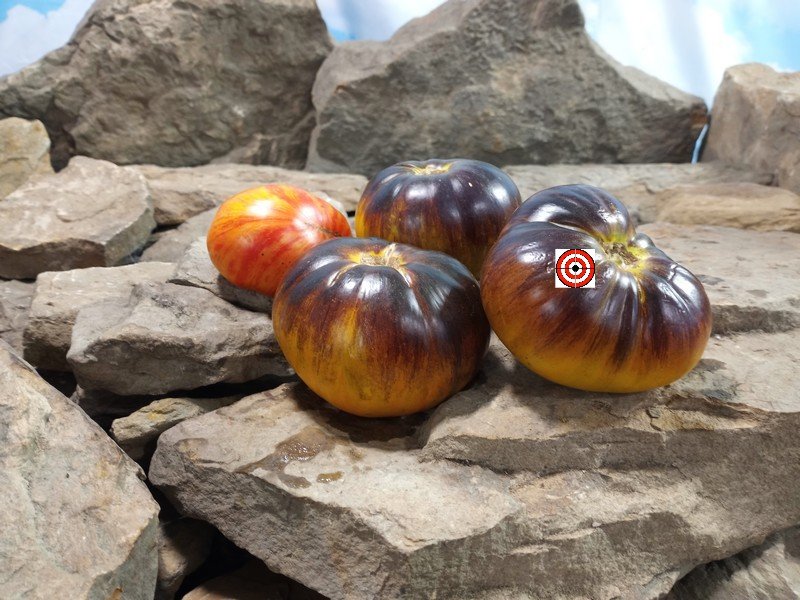 Strange Love Tomato Bicolored Tomatoes