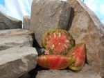 Suffer Well Tomato Beefsteak Tomatoes