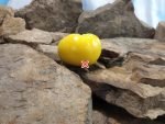 Summertime Gold Dwarf Tomato Beefsteak Tomatoes