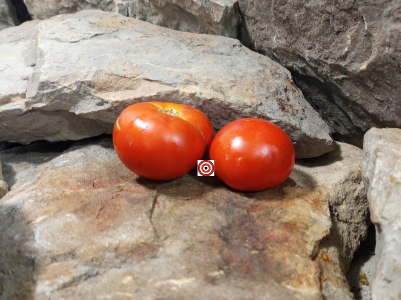The Best Beefsteak Tomatoes Cuyano Tomato Seeds Available Here.