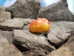 The Chauffeur Tomato Bicolored Tomatoes