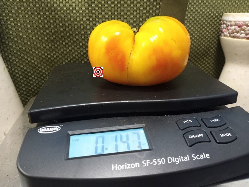 The Chauffeur Tomato