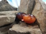 The Reflex Tomato Antho Tomatoes