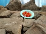Vilma Micro Dwarf Tomato