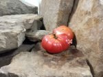Waverley Dwarf Tomato