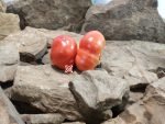 Weapons Of Mass Destruction Sport Tomato Dean Slater Tomatoes