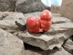 Weapons Of Mass Destruction Sport Tomato Seeds