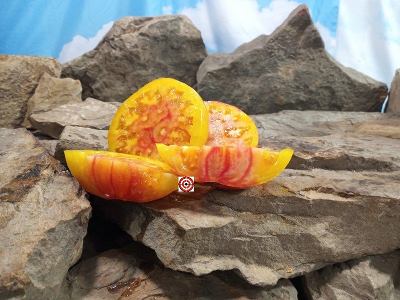 World In My Eyes Tomato Bill Yoder Tomatoes World In My Eyes Tomato Bill Yoder Tomatoes