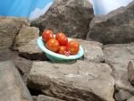 Dwarf Nano Ciliegia Tomato