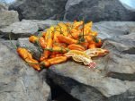 Aji Mango Pepper Pods