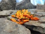 Aji Mango Pepper Salsa Peppers