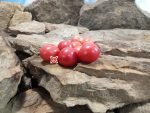 Amish Salad Tomato Cherry Tomatoes