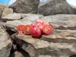 Amish Salad Tomato Pink Tomatoes