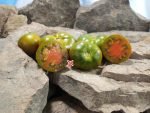 Bayou Sun Tomato