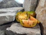 Bayou Sun Tomato Beef Steak Tomatoes