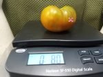 Bayou Sun Tomato Bicolored Tomatoes