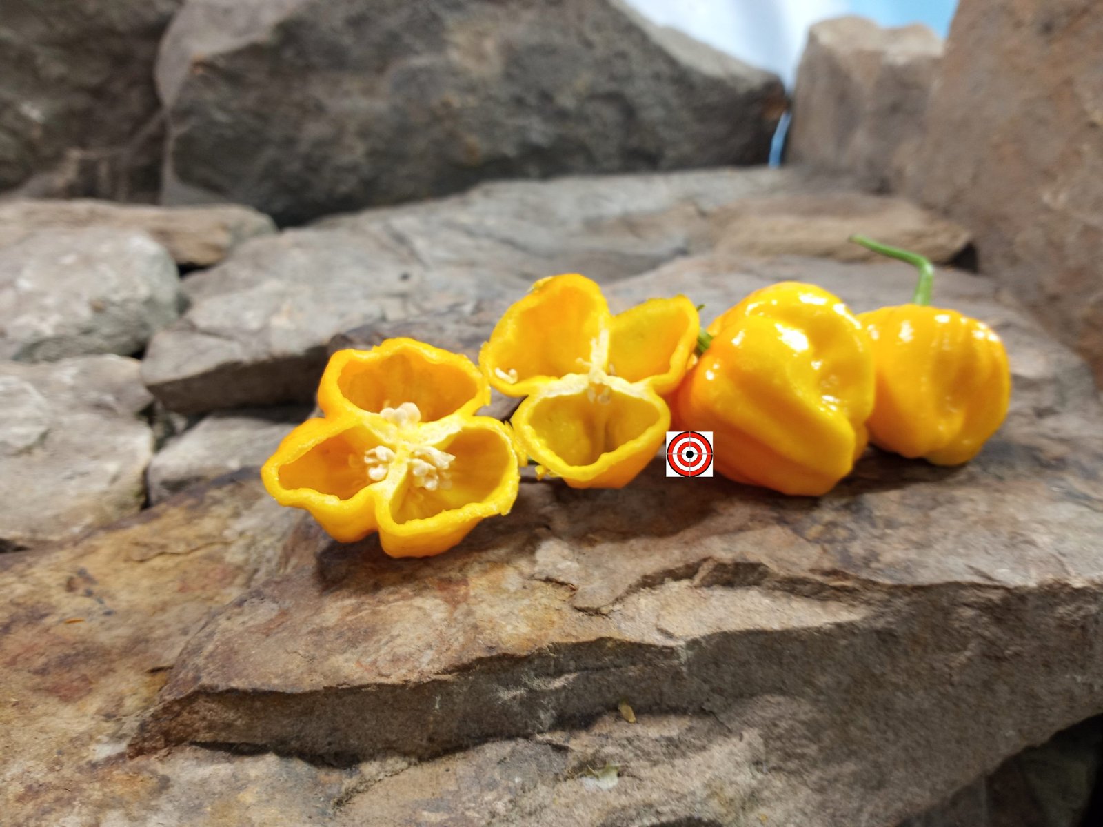 Bhutlah Gold Pepper Bhutlah Gold Pepper