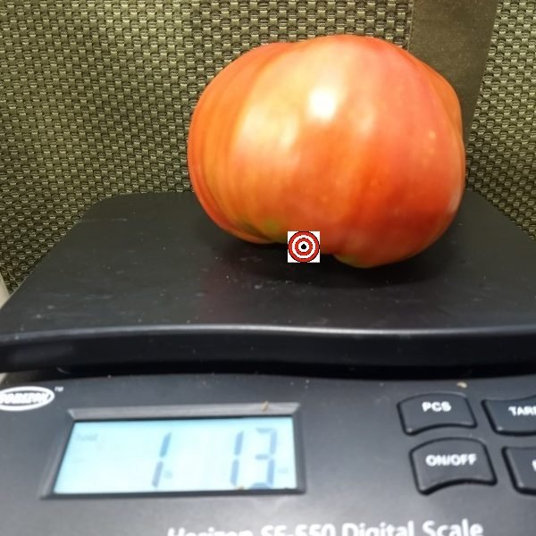 Big Ben Tomato